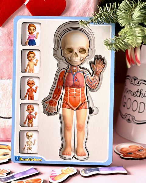 Сортер пазл - Анатомия человека – девочка ПСФ025 фото