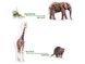Набір магнитів тварини Африки 19 шт "Zoo" 132176  фото 2